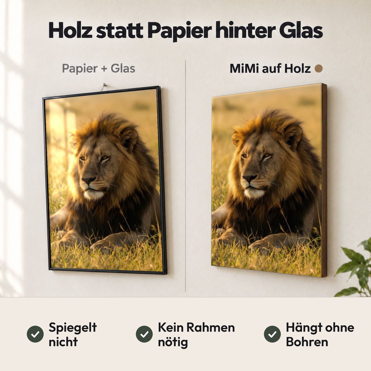 Holzposter Löwe im Abendlicht auf goldener Savanne im Vergleich: Papier hinter Glas spiegelt, MiMi auf Holz nicht